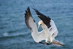 flying gannet