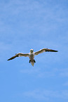 flying gannet