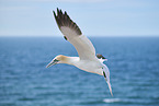 flying gannet