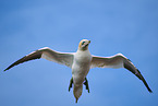 flying gannet