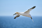 flying gannet