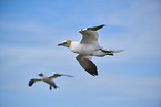 flying gannets