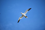 flying gannet