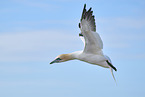 flying gannet