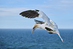flying gannet