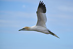 flying gannet
