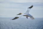 flying gannet