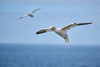 flying gannets