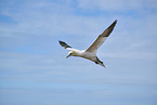 flying gannet