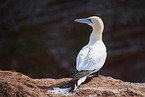gannet