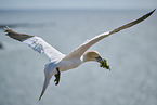 flying gannet