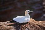gannet