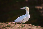 gannet