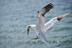 flying gannet