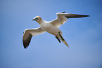 flying gannet