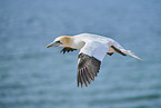 flying gannet