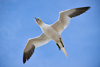 flying gannet