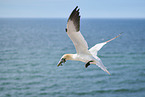 flying gannet