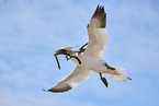 flying gannet