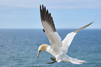 flying gannet