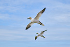 flying gannets