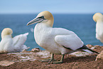 gannet