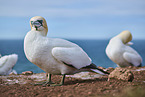 gannet