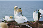 gannet