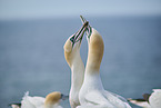 gannet portrait