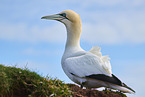gannet