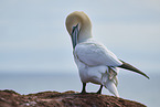 gannet