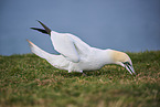 gannet