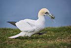 gannet