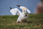 gannet
