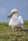 gannet