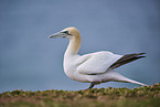 gannet