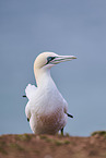 gannet