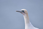 gannet portrait