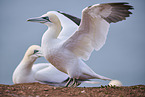 gannet