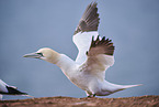 gannet
