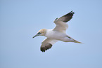flying gannet