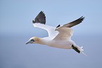 flying gannet