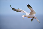 flying gannet
