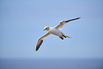 flying gannet