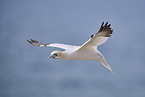 flying gannet