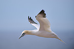 flying gannet