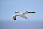 flying gannet