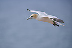 flying gannet
