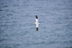 flying gannet