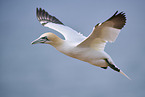 flying gannet